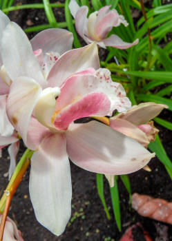 Pink and White Orchid